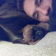 Griffon petit brabancon mingus