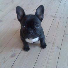 Fransk bulldog Ducal