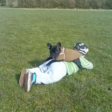 Fransk bulldog Ducal