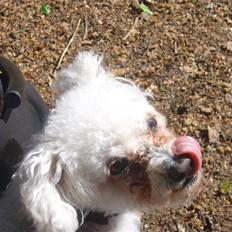 Bichon à poil frisé Puk *R.I.P.*