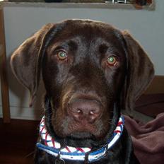 Labrador retriever Anton