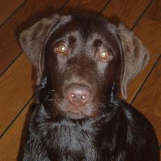 Labrador retriever Anton