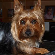 Australian silky terrier BombixMoren Akvamariiini (Himmelhund)