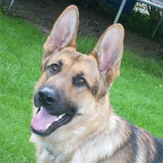 Schæferhund Chris<'3..