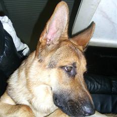 Schæferhund Chris<'3..