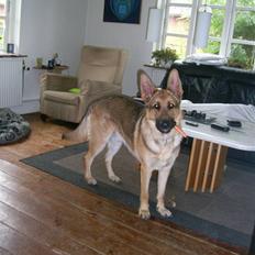 Schæferhund Chris<'3..