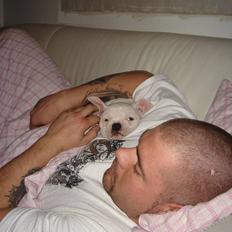 Amerikansk bulldog Valentino