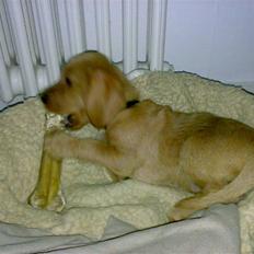 Basset fauve de bretagne ludvig