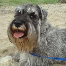 Dvaergschnauzer Superman