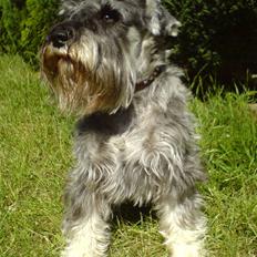 Dvaergschnauzer Superman