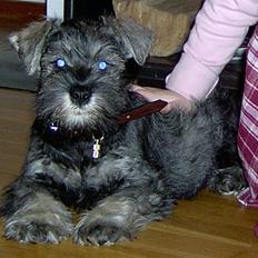 Dvaergschnauzer Superman