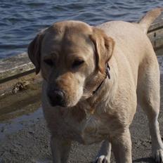 Labrador retriever Nala