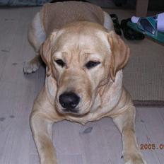 Labrador retriever Nala