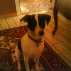 Dansk svensk gaardhund Thea