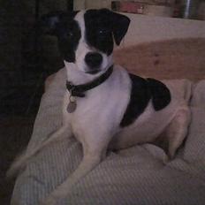 Dansk svensk gaardhund Thea