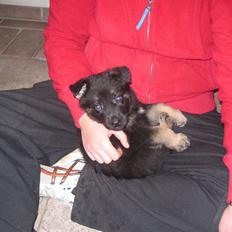 Schæferhund We-Hi-Te's Hasko