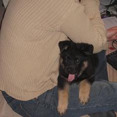 Schæferhund We-Hi-Te's Hasko