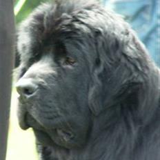 Newfoundlænder oliver