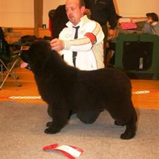 Newfoundlænder oliver