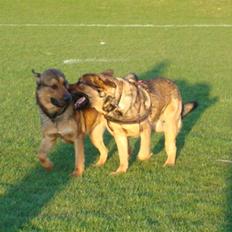 Blanding af racer Loke Rott/schæfer/norsk elg hund