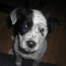 Blanding af racer Mario