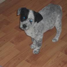 Blanding af racer Mario