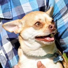 Chihuahua Bailey - Skippergårdens Fister