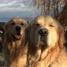 Golden retriever Vaks