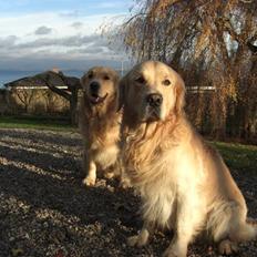 Golden retriever Vaks