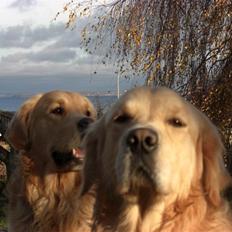 Golden retriever Vaks