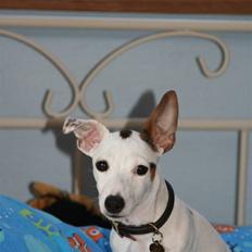 Jack russell terrier *Brænøres Lulu*