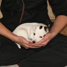 Jack russell terrier *Brænøres Lulu*