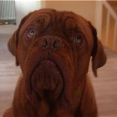 Dogue de bordeaux Santos