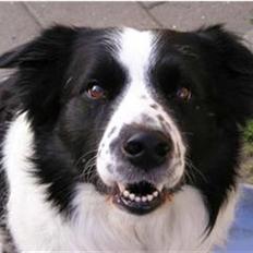 Border collie Lucky *RIP*