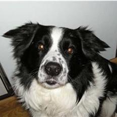 Border collie Lucky *RIP*