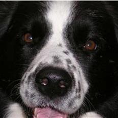 Border collie Lucky *RIP*