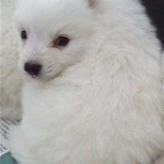 Japansk spids Fie *Beatrixx Kiddo*