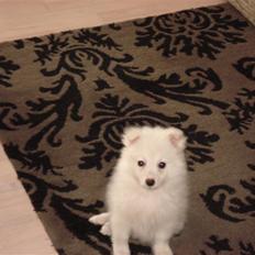 Japansk spids Fie *Beatrixx Kiddo*