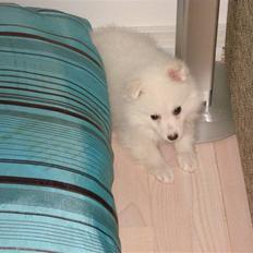 Japansk spids Fie *Beatrixx Kiddo*