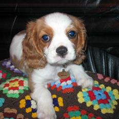 Cavalier king charles spaniel Mille