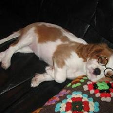 Cavalier king charles spaniel Mille