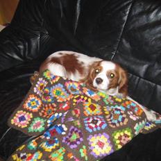 Cavalier king charles spaniel Mille