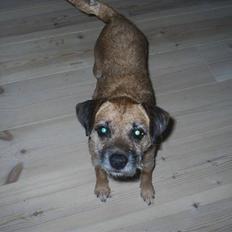 Border terrier Tulle