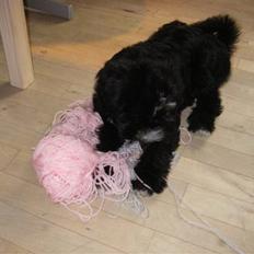 Tibetansk terrier Fie