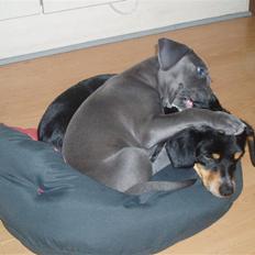 Amerikansk staffordshire terrier vega RIP 