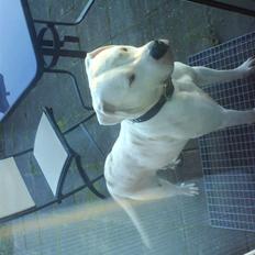 Amerikansk bulldog R.I.P Snow