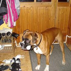 Boxer Balto