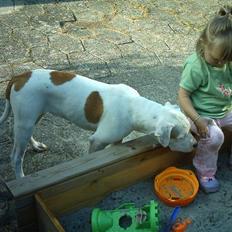 Amerikansk bulldog Kettner´s Destiny