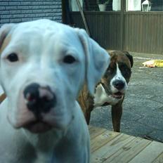 Amerikansk bulldog Kettner´s Destiny