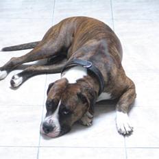 Amerikansk bulldog VBA´s Nelly